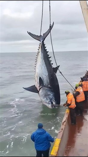 How to cook fish 😋