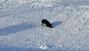 This pup from Rumney took advantage of the weekend snow and taught himself how to sled! See more New Hampshire pets here: https://goo.gl/TtsTtY | WMUR-TV
