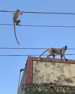 23M views · 10K reactions | Just a mom saving her baby monkey stuck on powerlines! | MetDaan Creative | Facebook
