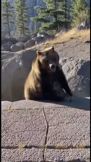 Brown Bear vs Lions in Rocky Mountain Valley | Rare Real Wildlife