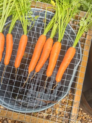 Simple Garden Sink Solution for Mud-Free Harvesting