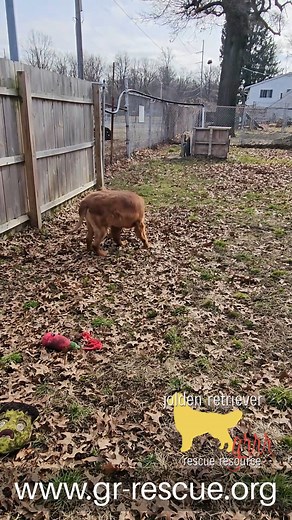 You've been waiting for it! JoJo is now ready for adoption. Watch this video and apply now for adoption if you are the family we are looking for, www.gr-rescue.org 🐾🥰 | Golden Retriever Rescue Resource, Inc.