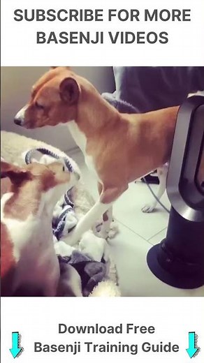 Basenji growl sounds | yodel 🐕 #shorts