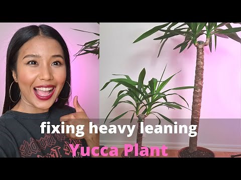 Fixing heavy leaning Yucca Plant | Repotting and dividing big Yucca plant.