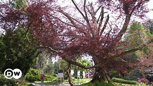 DYB: Taking care of the European tree of the year