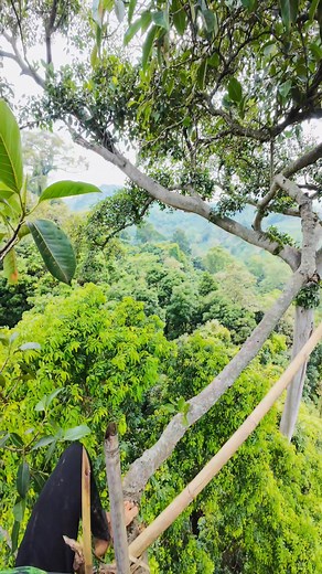 613K views · 5.6K reactions | tree climbing process #emanmadu #fyp #usa #honey #nature #wildbee | Eman Madu | Facebook