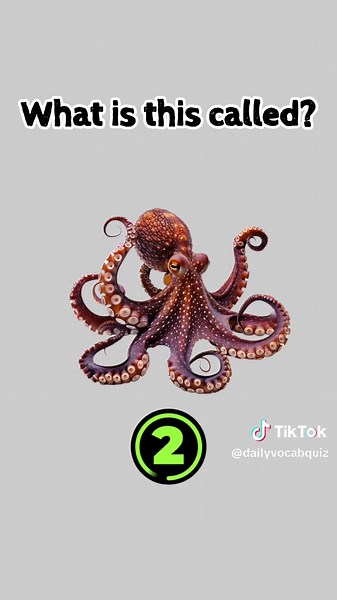 Daily Vocabulary Quiz for English Learners