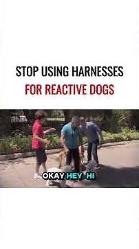 Stop Using Harnesses for Reactive Dogs 😳
