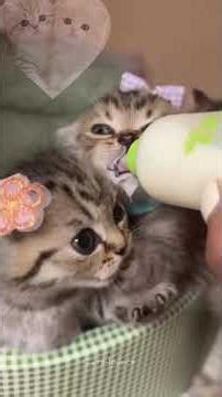 Cute kittens drinking milk 😸 🍼 😍 😊 #cutekittens #catlover #cutecat #tik_tok #foryoupage