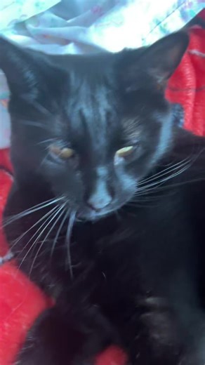 #shadow #kittttyyyyyy #mybaby #sleppy