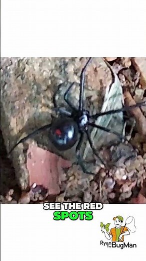 Northern Black Widow Spiders: Identifying Red Spots!