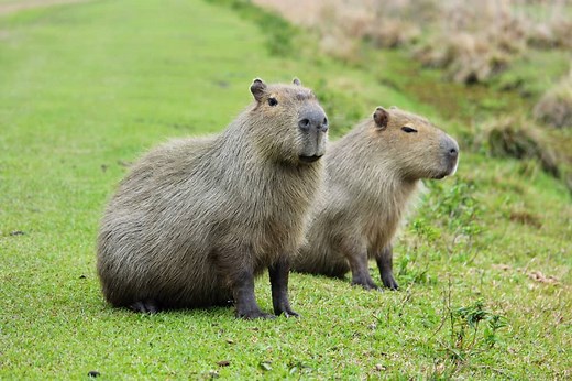 7 Things Capybaras Like to Eat (Diet & Facts)