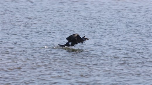A Cormorant takeoff may not be particularly graceful, but these big, heavy, wet birds get an A* for effort. Bouncing across the water, they build up momentum with their webbed feet and large wings, taking off into the wind. This video has been slowed down 4 times. 📹 Barry Yates Sussex Wildlife Trust | Rye Harbour Nature Reserve