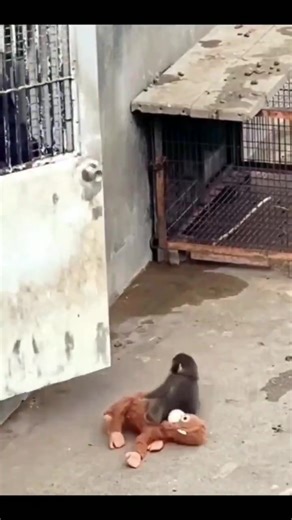 The story of #PUNCH feels bigger than a zoo story, it mirrors real life in a quiet way. A small monkey holding a plush toy PUNCH to replace the warmth it lost shows how every heart searches for comfort, connection, safety We all carry our own version, something that keeps us moving when life feels heavy CT needs this reminder right now...stay united, learn a little every day, keep trying even when it feels slow Growth is never loud at the start, one day the same little soul everyone overlooked b