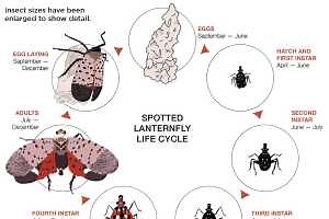 Spotted Lanternfly Biology