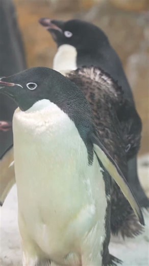 🐧✨ アドベンチャーワールドの海獣館ペンギンたち / Penguins at Adventure World's Marine House 🐧✨