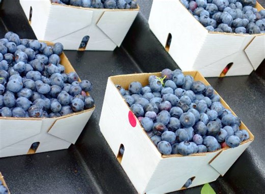 The future of American blueberries - FreshFruitPortal.com
