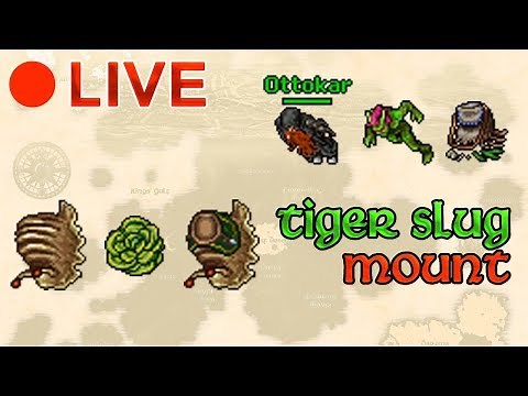 Live! - Domando la Tiger Slug Mount – Abriendo Medicine Pouchs!