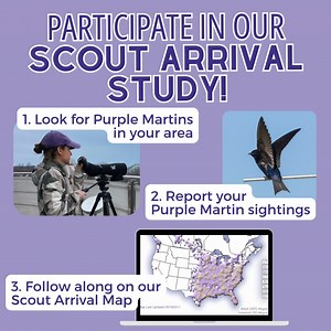 ⌛ Eagerly awaiting the return of Purple Martins to your area? We are, too! Participate in our Scout Arrival Study, which helps expand our understanding of Purple Martin migration, and ensure their long-term survival! www.purplemartin.org/research/8/scout-arrival-study/ #PurpleMartin #PMCA #CitizenScience #CommunityScience #Research #Education #Birds #Outreach #ScoutArrivalStudy #Biology #Migration #Conservation | Purple Martin Conservation Association