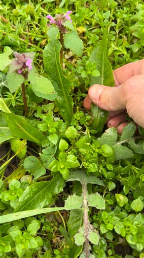 Ali Aydoğdu on Instagram: "Lactuca virosa, Lactuca (marul) cinsine ait bir bitkidir ve genellikle hafif analjezik ve yatıştırıcı etkileri nedeniyle tüketilir. Lactuca virosa is a plant in the Lactuca (lettuce) genus, often ingested for its mild analgesic and sedative effects. It is related to common lettuce (L. sativa), and is often called wild lettuce, bitter lettuce, laitue vireuse, opium lettuce, poisonous lettuce, tall lettuce, great lettuce[3] or rakutu-karyumu-so. #yabanimarul #acımarul #l