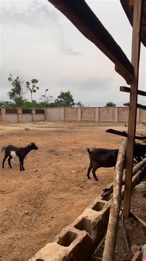 Understanding Livestock Farming: The Goat's Role