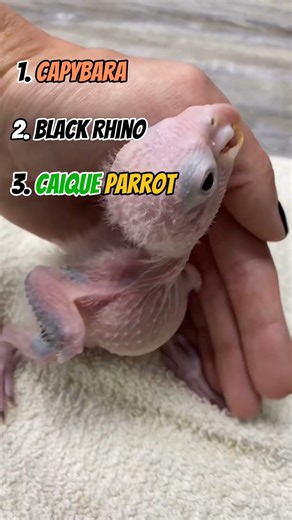 Baby animals that will melt your heart