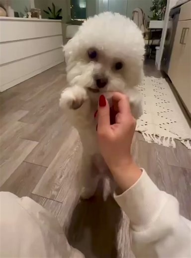 Doggo Discs – Treat Anywhere. Train Everywhere. Doggo Discs are one of the cleanest, lowest-calorie dog treats on the market, and the only made for portability—crafted from 100% human grade freeze-dried, single ingredients like lean beef, sweet potato, or banana. Stacked in our iconic Doggo Treat Tube, they’re odor-free, mess-free, and perfectly stashable. Keep them in your pocket, purse, or car so you never miss a training moment or a chance to reward your dog just for being awesome. At less th