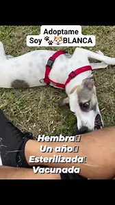 17 reactions · 14 shares | Caso externo Está perrita RESCATADA...