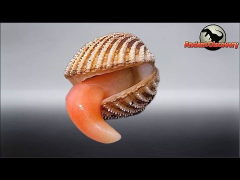 Mollusks Part 2 | A three-billion-year-long war of evolution. | Evolution Story