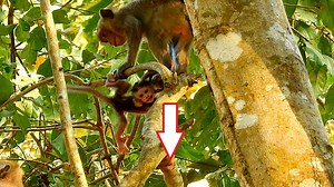 163K views · 3.1K reactions | Million pity adorable baby monkey nearly fall down from the tree while she got strong kidnaping. | The Angkor Wat Monkeys | Facebook
