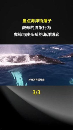盘点海洋街溜子——虎鲸的流氓行为，虎鲸与座头鲸的海洋博弈#奇闻趣事 #动物 #动物世界 #创作者扶持计划 #热点