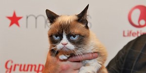 Grumpy Cat ya tiene su propia película