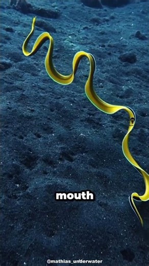 Ribbon Eel : The Color Changing-Gender Switcher #animalfacts