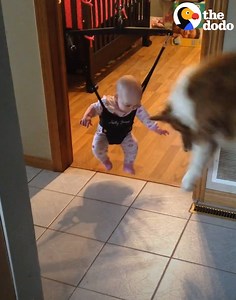 This dog is showing his baby sister exactly how to use her new toy! 🐶😍😍😍 | The Dodo