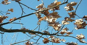 tree with dry leaves trembling in the wind
