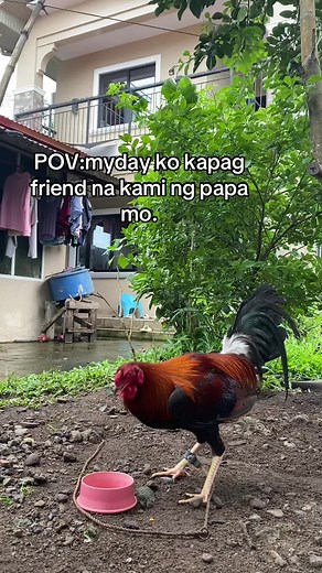 Eheyyyy.#manok #fypシ #makeitvirаl #sabongiro🐓🐓🐓