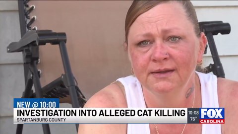 Justice for Ginger: Greer woman’s cat allegedly stolen, tortured and returned dead