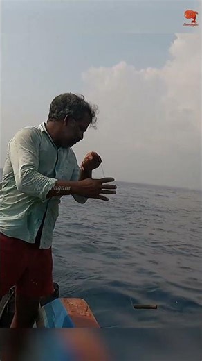 Barracuda Caught Using Mackerel piece as bait #fishing #fishingvideo #fishingtime