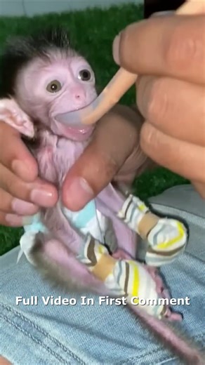 1.3K views · 40 reactions | SMALL BABY MONKEY LOVES OPENING BOXES  Full video in first comment | Cute Monkey | Facebook