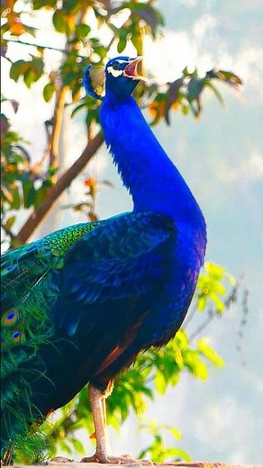 wildlife Pavo Real Peacock singing with Birds amazing #birds #peafowl #peacocksound #animals4k