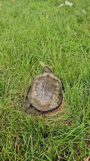 Check out this reel of the red-eared slider we found laying her eggs today! First half is her digging the hole, the second half if her covering it up and taking off! 🐢 #maconitwild #nativeillinois #Natureminute #ProtectWildlife #midwest #Illinois #naturalillinois #hikeillinois #outdoordecatur #naturephotography #onlyinillinois #DecaturIL #decaturhiking #conservationefforts #maconconservation #conservation #illinois_shots #conservationphotography #turtles | Macon County Conservation District
