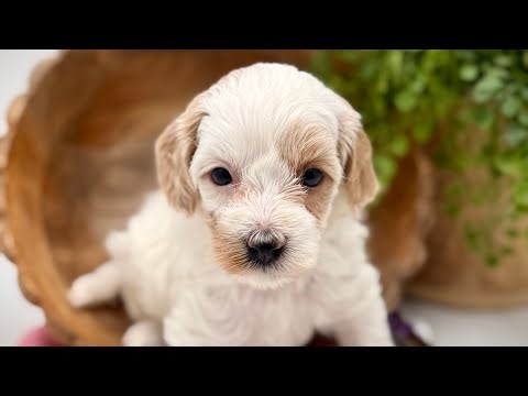 Lucy-Flynn 3/8/26 Havapoo puppies 5 weeks old 