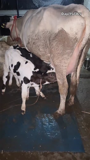 Harshdeep Singh | Gauseva….day/15/365… . . . . . . #gauseva #maa #instagram #instagood #harsh0026 @harshdeepsingh_0026 | Instagram