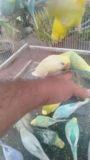 Feather Glow That Brightens Winter 🌌❄️ #ScandiGlow #CalmMood