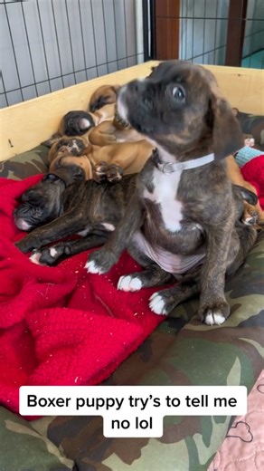 Boxerquickly on Instagram: "7 week old boxer puppy telling no lol - 📸 Source: @ angels_boxers on TikTok All credit are reserved for their respective Owners - 💥Want credit or removal?👉 DM @ fixposts - - - - #boxers#boxerfamily#boxeraddict#boxerlover#boxerpuppy#boxershorts#boxerdog#brindleboxer#boxerdogcentral#boxerdogsofinstagram#boxer_feature#boxernation#boxerofinstagram#boxersrock#boxerslife#boxerpups#boxerdogoftheday#boxermod#boxermum#boxeroninstagram#boxerofig#boxerpitmix#boxerpic#boxersny