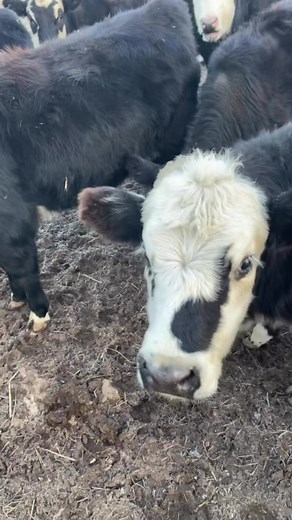 7.9K views · 395 reactions | Their first winter day ever. These girls are looking wooly just in time for the first day of the season. Check out their breath hitting the cold air. #Kentuckyfarmlife #farmlife #barnlife #barn #farm #countryliving #kentucky #barnanimals #farming #cattle #heifers #cows #cow #winter Kentucky Department of Agriculture, Kentucky Proud, @highlight | Kentucky Farm Life | Facebook