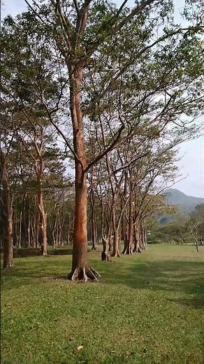 Arjun tree; Terminalia arjuna ,a tree with a broad base and smooth, grey bark