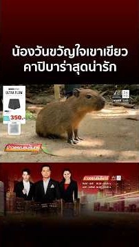 สวนสัตว์เขาเขียวเปิดตัวสมาชิกใหม่ “น้องวัน” คาปิบาร่าสุดน่ารัก | ข่าวอรุณอมรินทร์