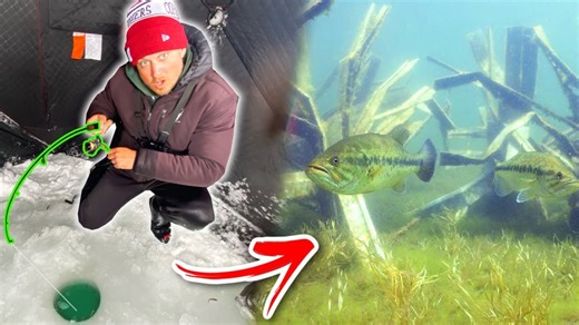 Beneath the Ice: Observing Fish Feeding in an Artificial Habitat