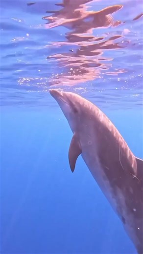 1.5K views · 49 reactions | Unlike any other ocean experience on Kaua'i—during the Summer through August, we are snorkeling at golden hour. ✨ Secure your spot on our Nāpali Coast Sunset Snorkel tour today!  @amandasfit2travel #ExploreHawaii #Dolphins #VisitKauai #TravelHawaii #SnorkelingTrip #GoHawaii #BlueDolphinCharters | Blue Dolphin Charters | Facebook